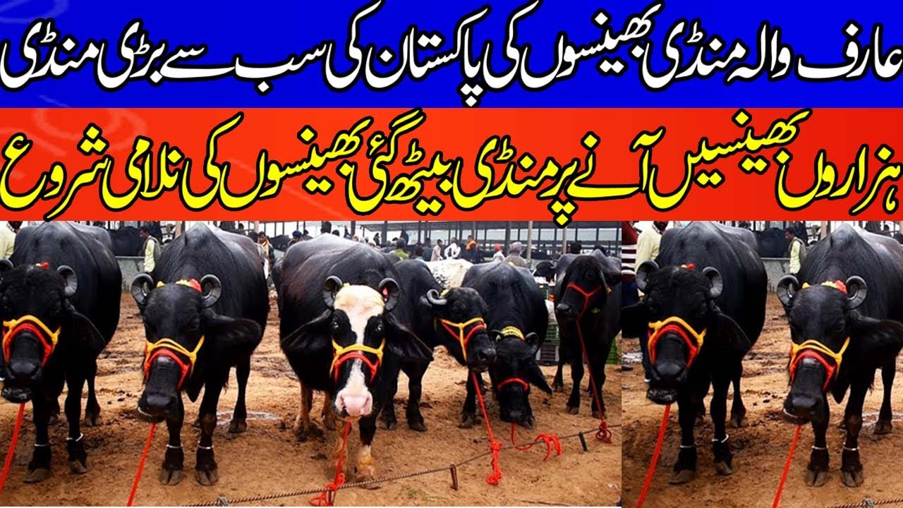Today Buffalo Fresh Retes Update - Arifwala Mandi - Nili Ravi Buffalo Murrah Buffalo