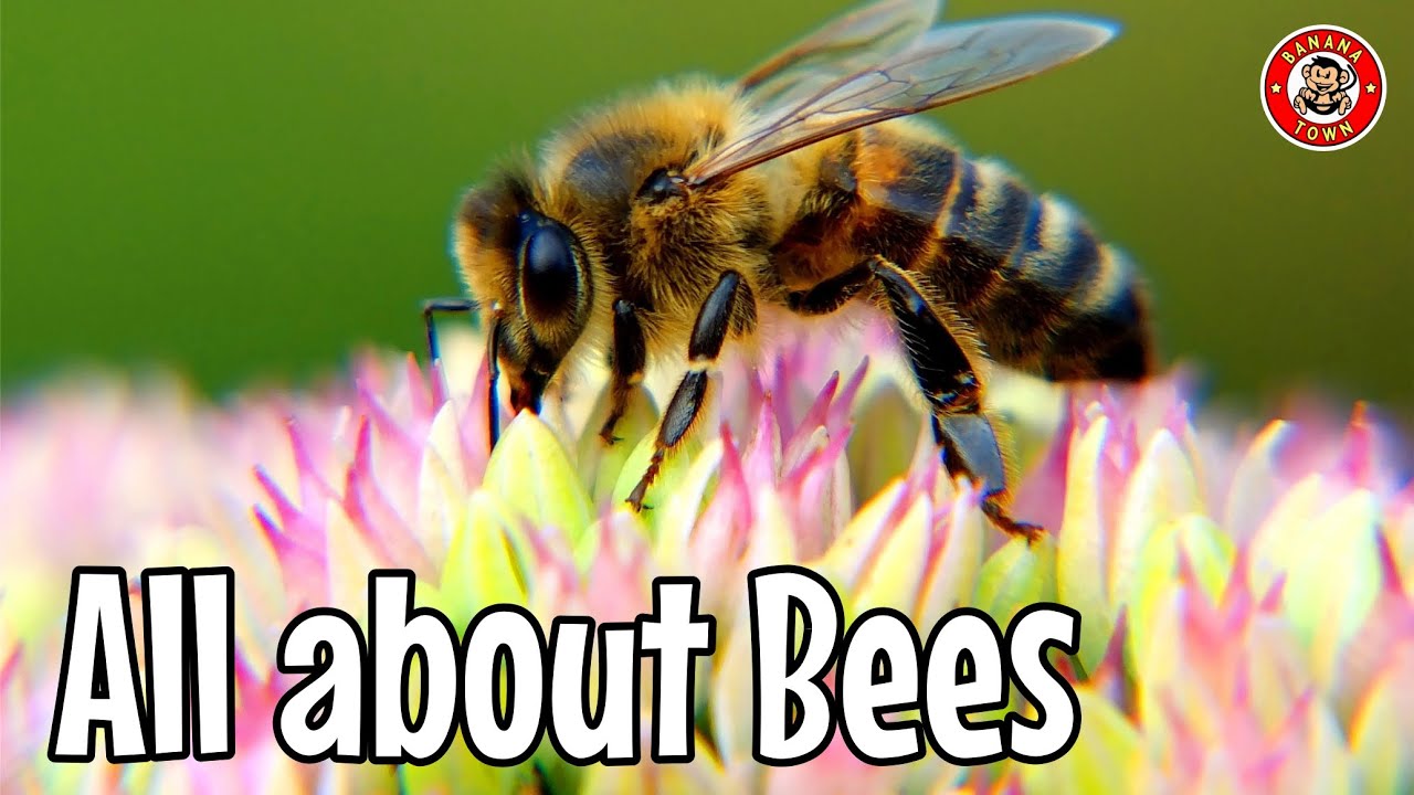 Learn about Bees | Fun Kids Educational | Pollinators #bees  #educationalvideos | #homeeducation Bee