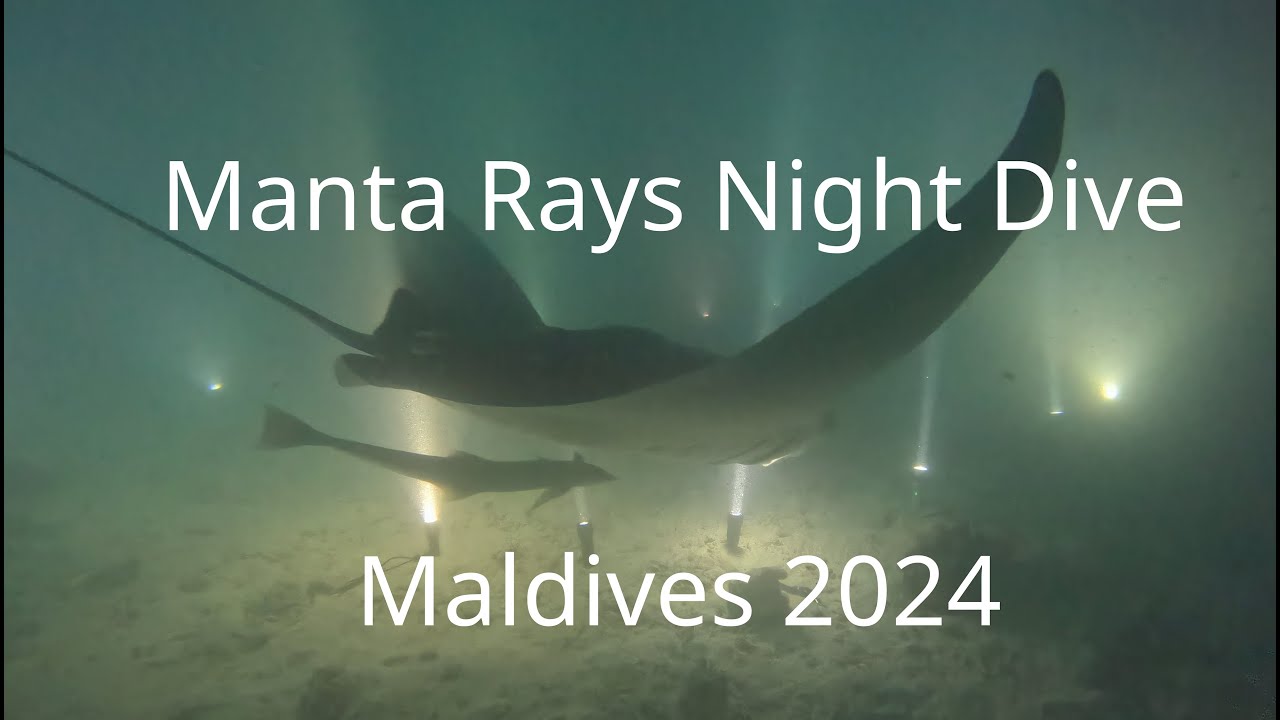 Manta Rays Night Dive - Maldives 2024 (Velko Lazarov)