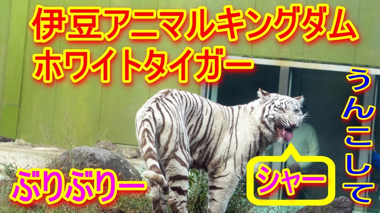 【うんこしてシャー 高画質4K 伊豆アニマルキングダム ホワイトタイガーシグかツキのふんばりシーン】