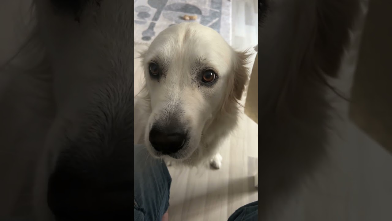 Timmy the Dog escape artist