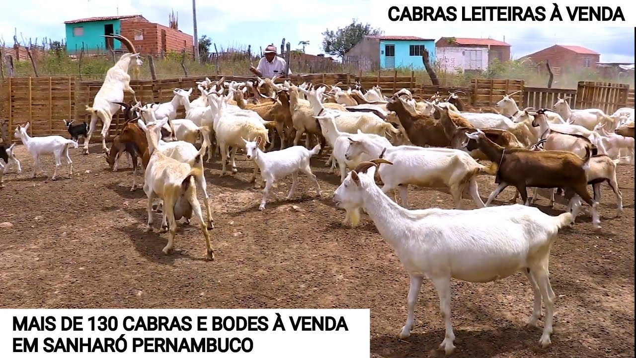 MAIS DE 100 CABRAS LEITEIRA À VENDA EM SANHARÓ PE. ALGUMAS CHEGAM A PRODUZIR ATÉ 5 LITROS DE LEITE