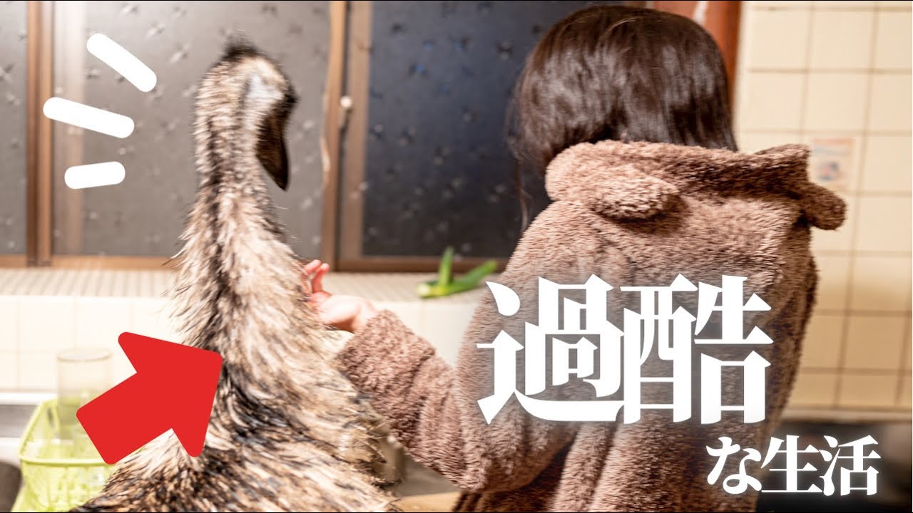 恐竜みたいな巨大鳥と暮らすOLのナイトルーティン