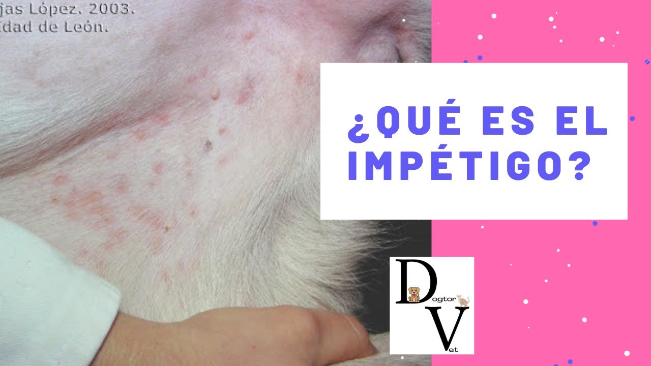 ¿Que es el impétigo o Dermatitis pustulosa superficial? || Dogtor Vet || Veterinaria 🐶🐱 || Perros
