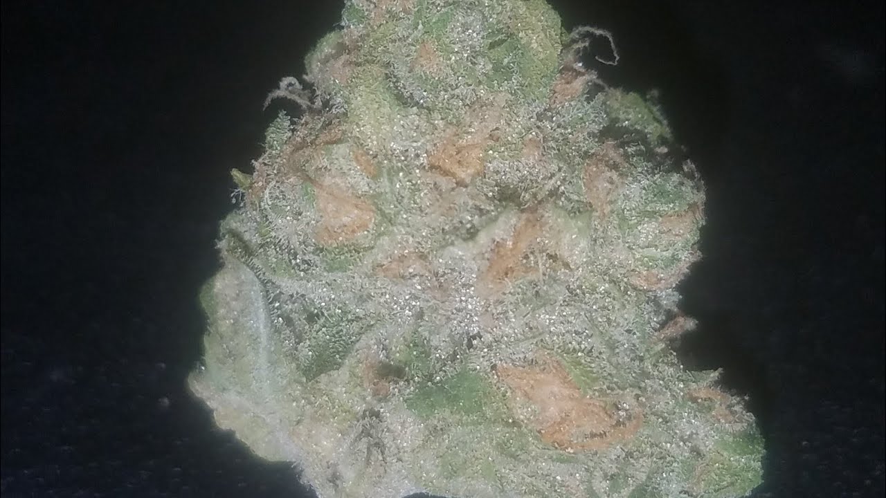 STRAIN REVIEW : TANGERINE DREAM BY: AREA 51