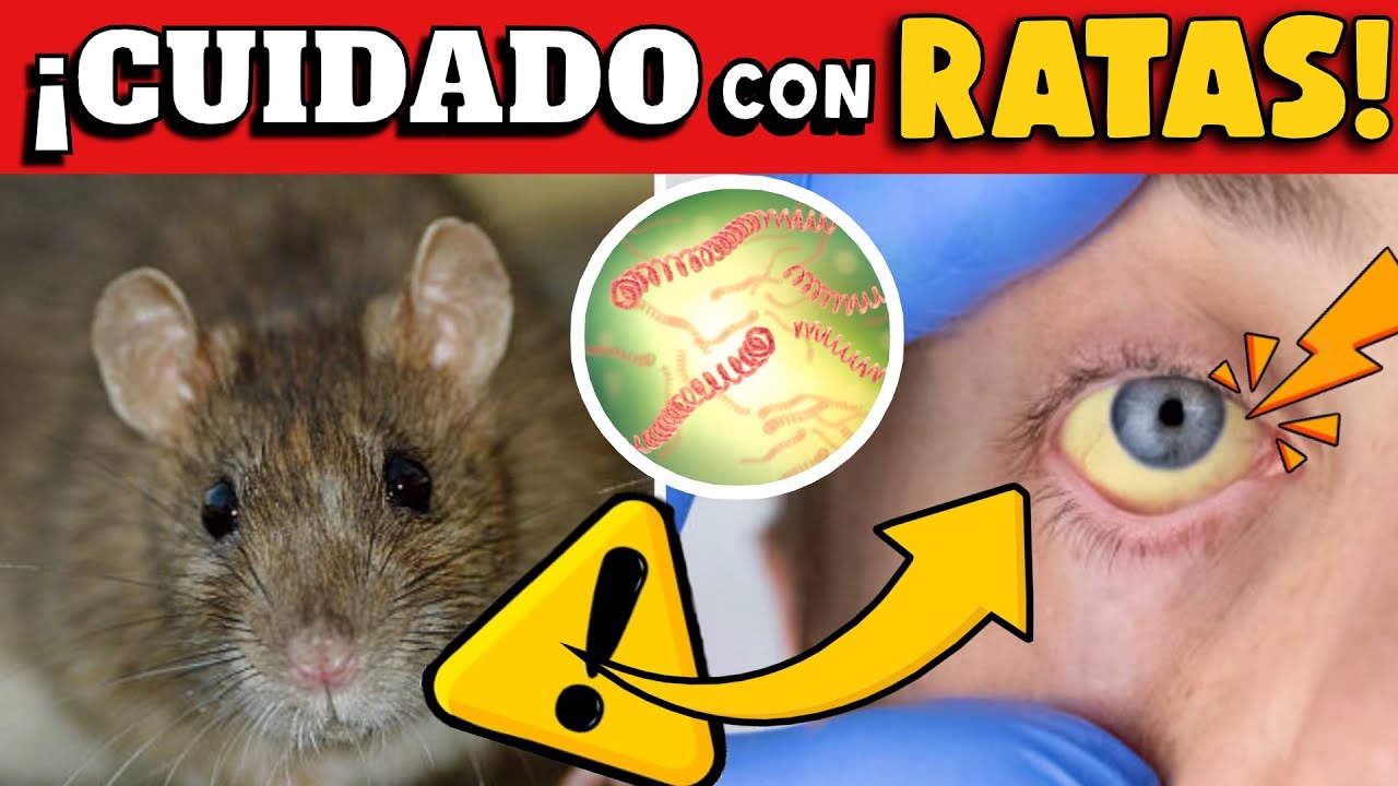 ¡CUIDADO! PLAGA DE RATAS EN NEW YORK - 5 ENFERMEDADES QUE PUEDEN TRANSMITIR !!
