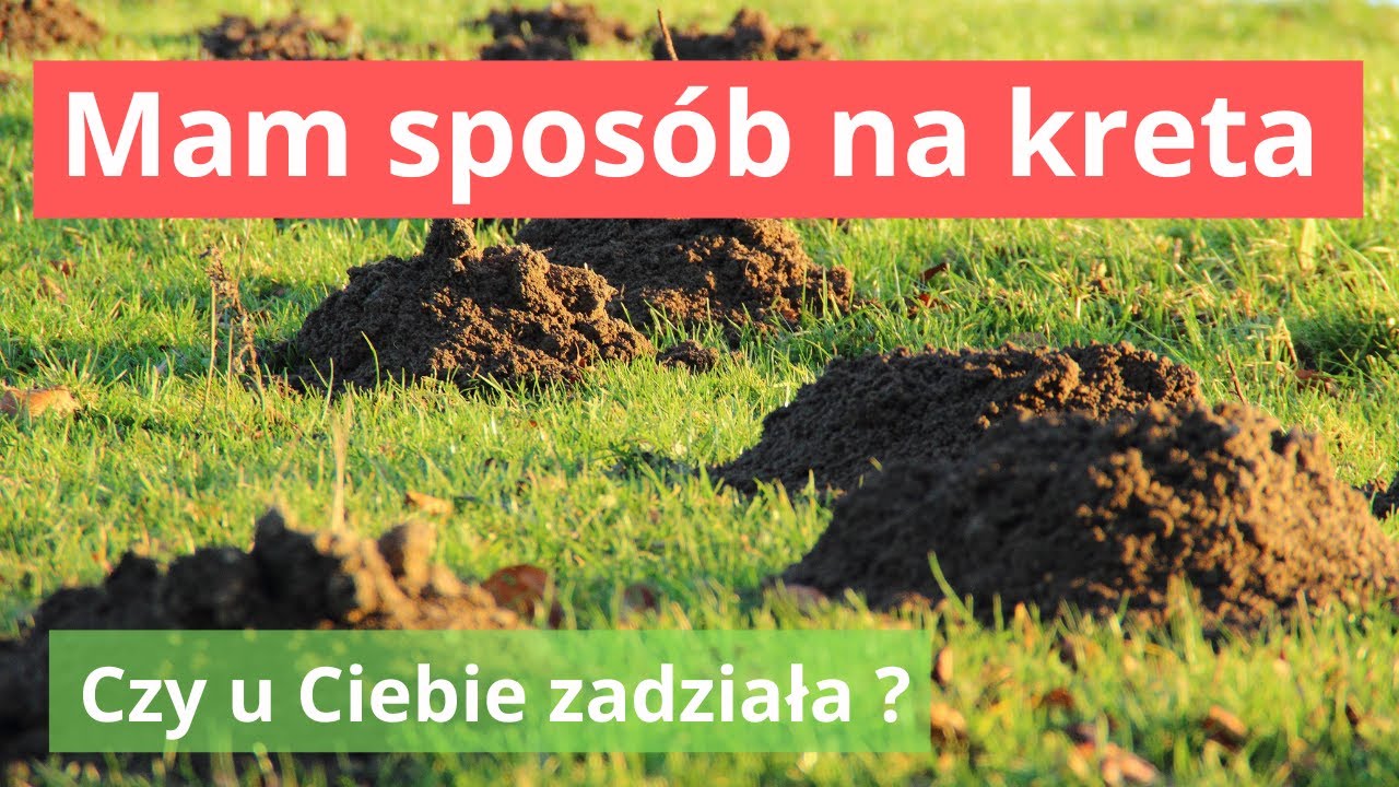 Chcesz pozbyć się kretów to pozbądź się tego z ogrodu