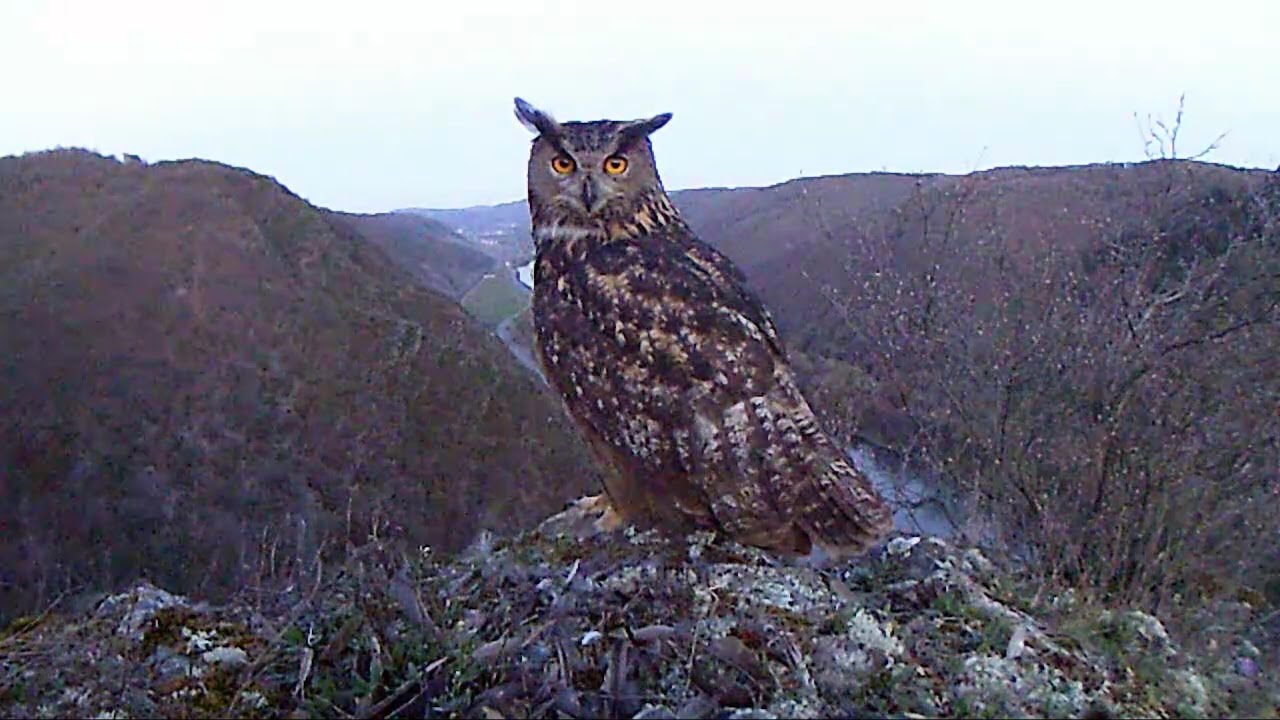 Eurasian Eagle-Owl. male. Uhu Männchen Germany / Eifel 26.3.2017