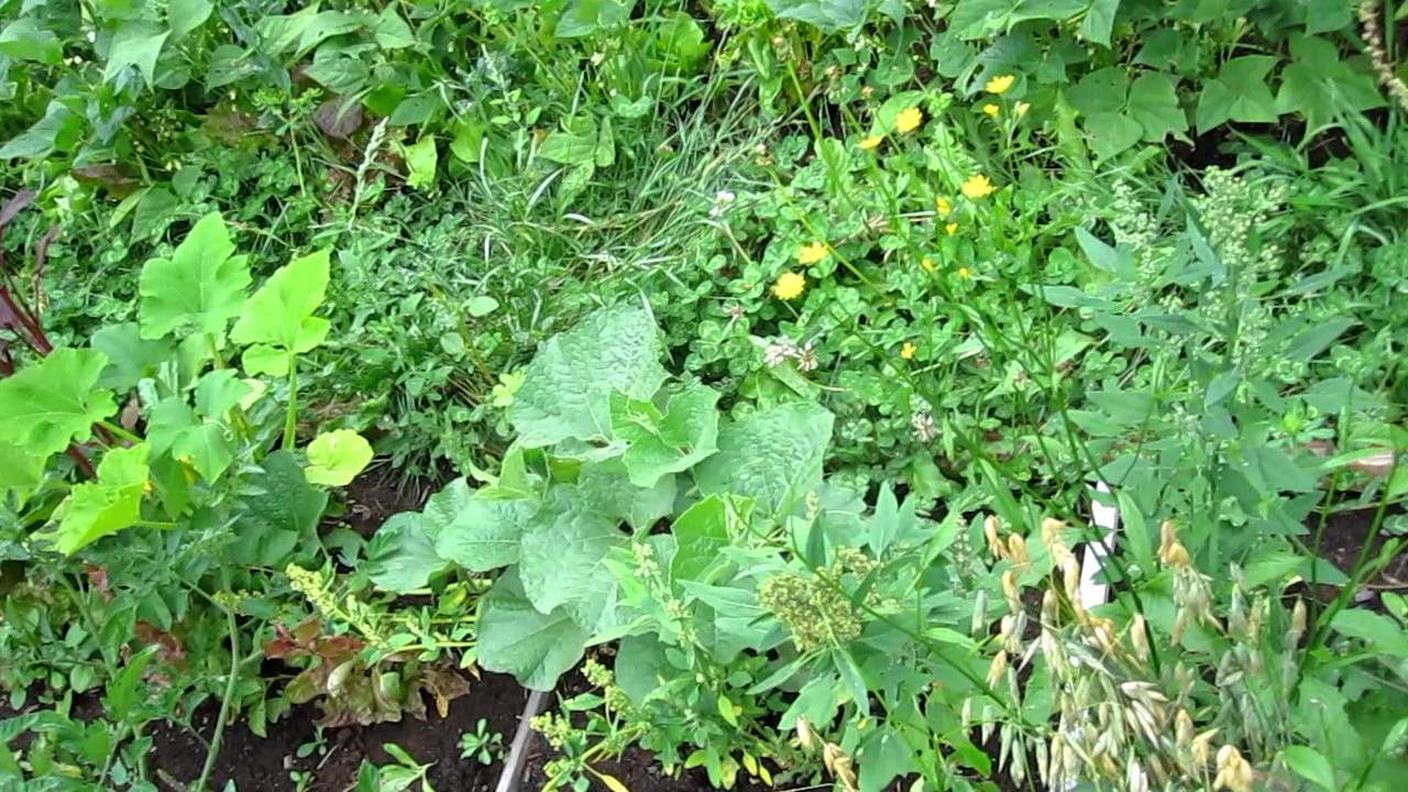 First biochar plot growth test conclusion