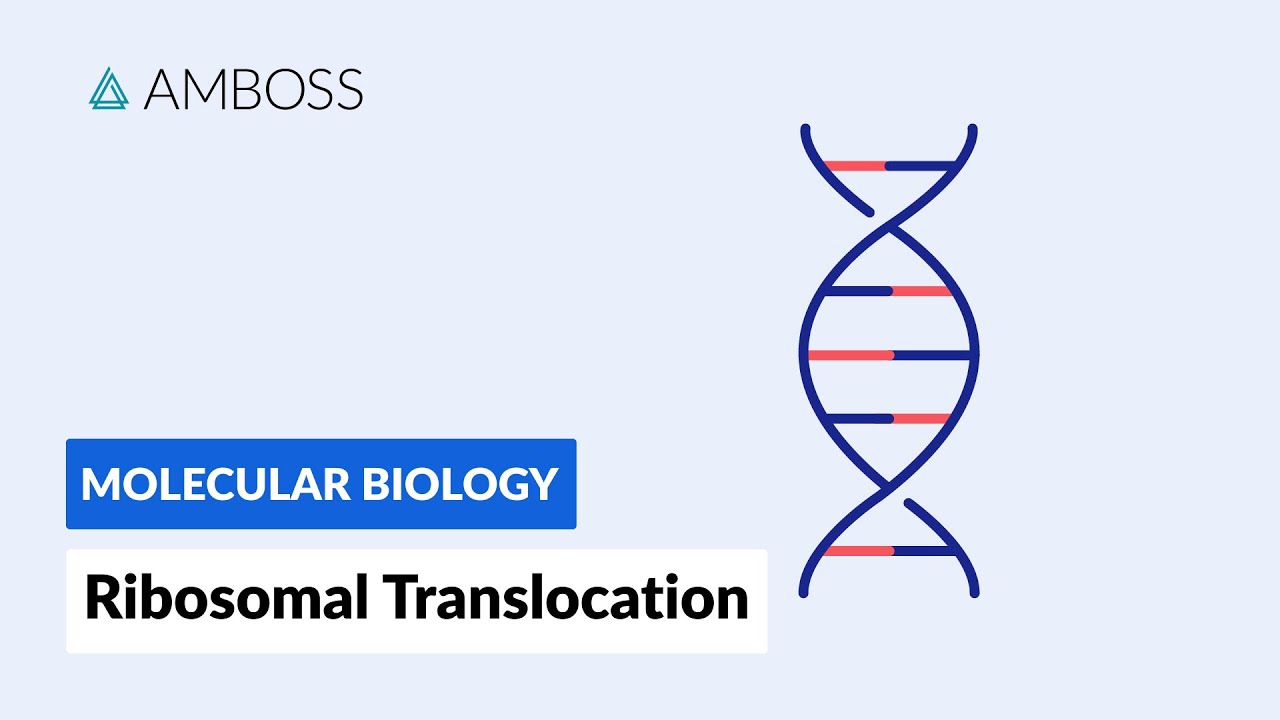 Ribosomal Translocation: To the Endoplasmic Reticulum