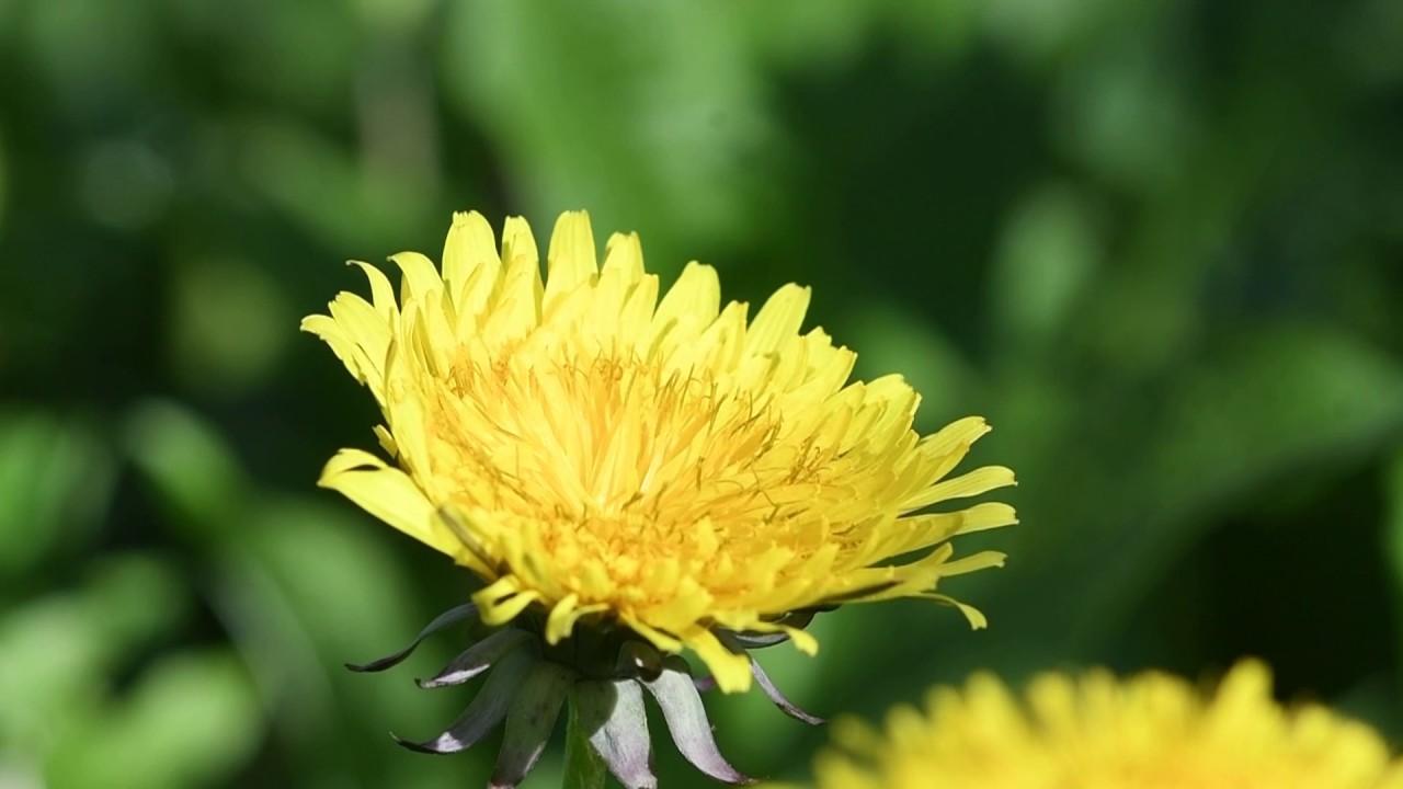 abeja polinizando.