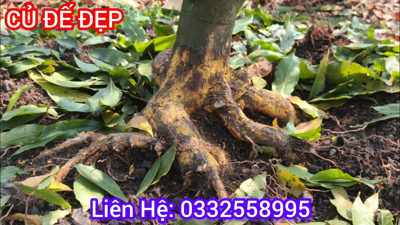 Giao Lưu Mai Tàng Đẹp Củ Đế. Liên Hệ :0332558995