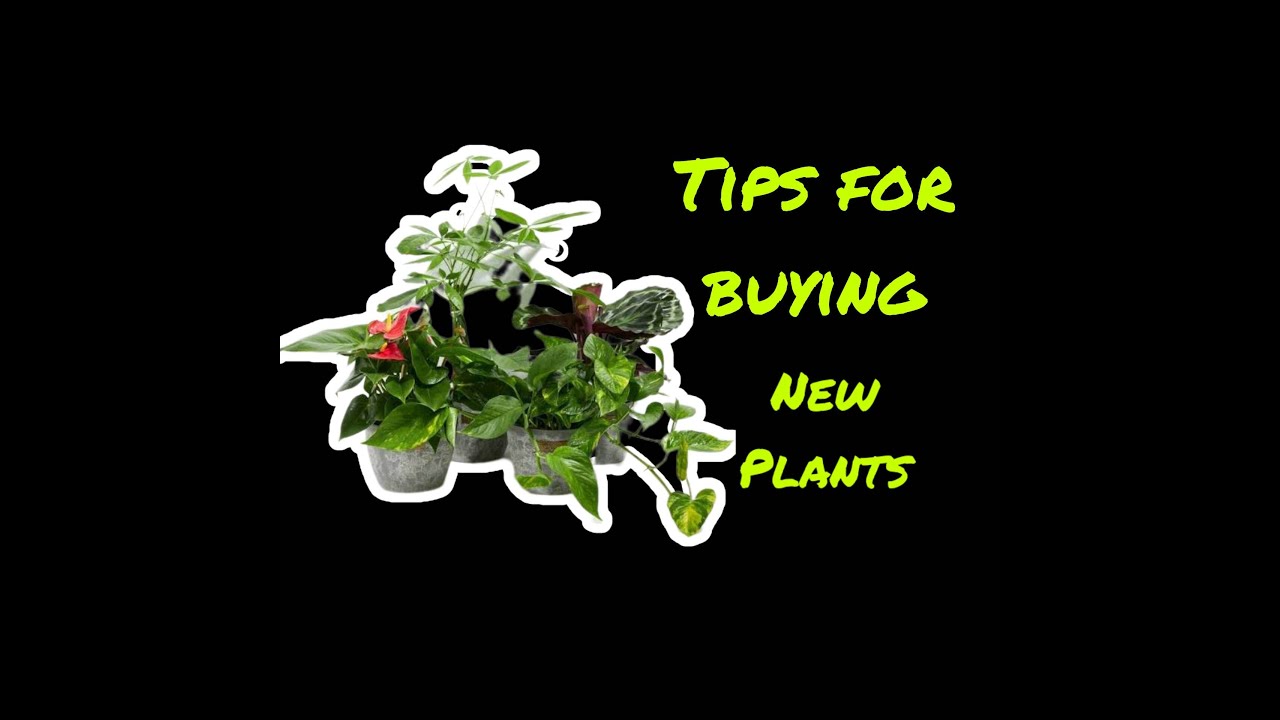 Get Your Green Thumb On With These Tips!