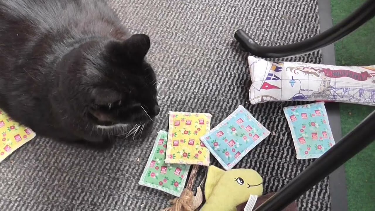 Kleiner Aldi Einkauf und Paule