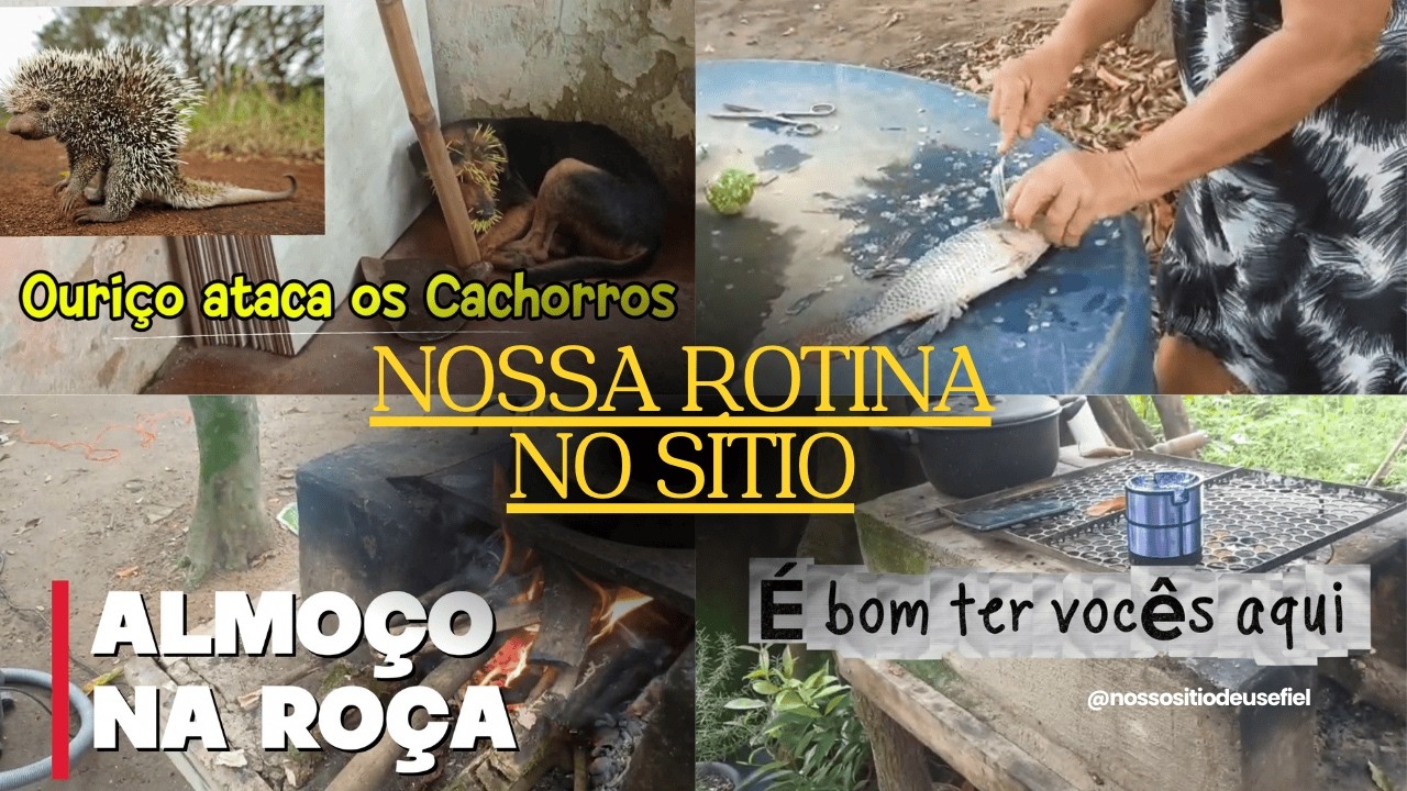VLOG NO SÍTIO | Ouriço-cacheiro Ataca os Cachorros | Dia de Peixe frito direto do açude do sítio 