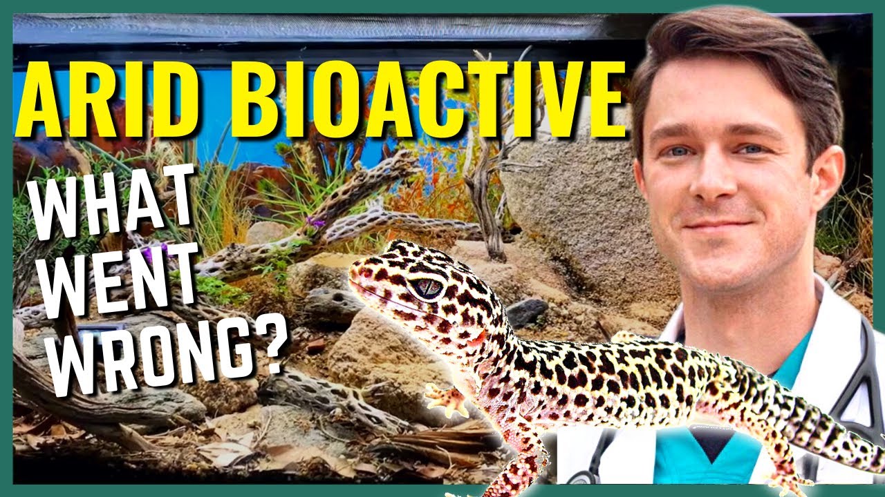 Arid Bioactive Setup - How to Guide
