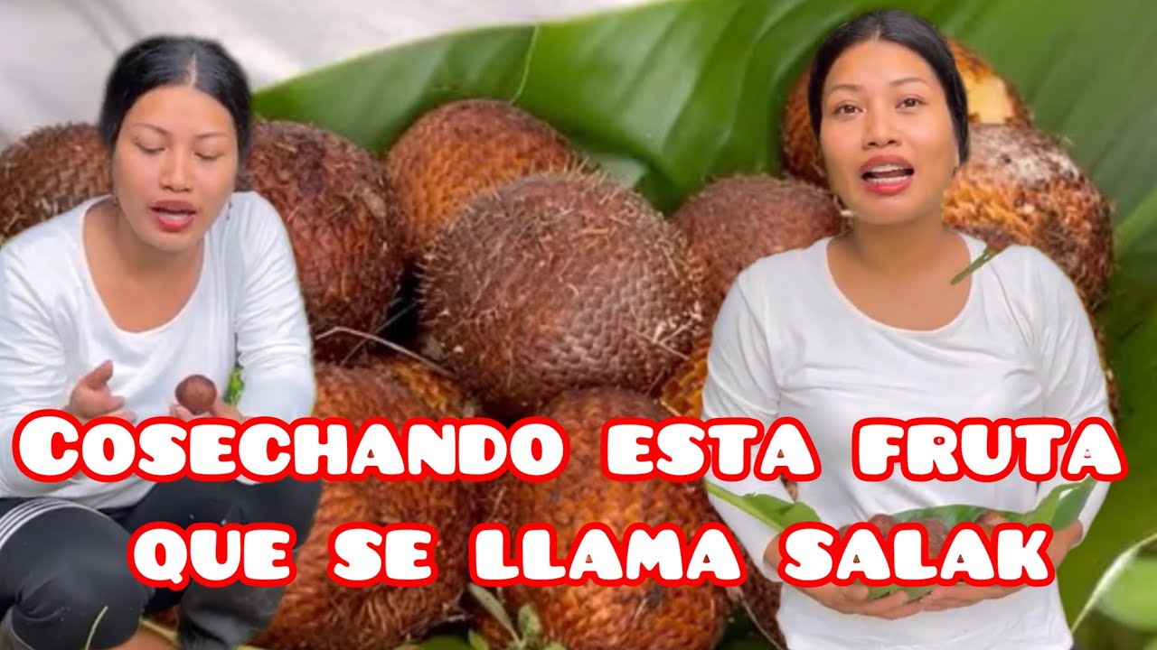 Cosechando salak @Elcampodeyuri 