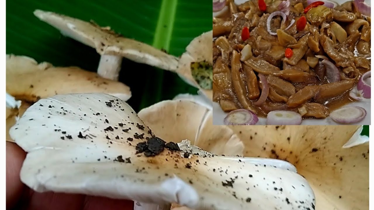 A SECRET delicious recipe of wild mushroom you must KNOw!