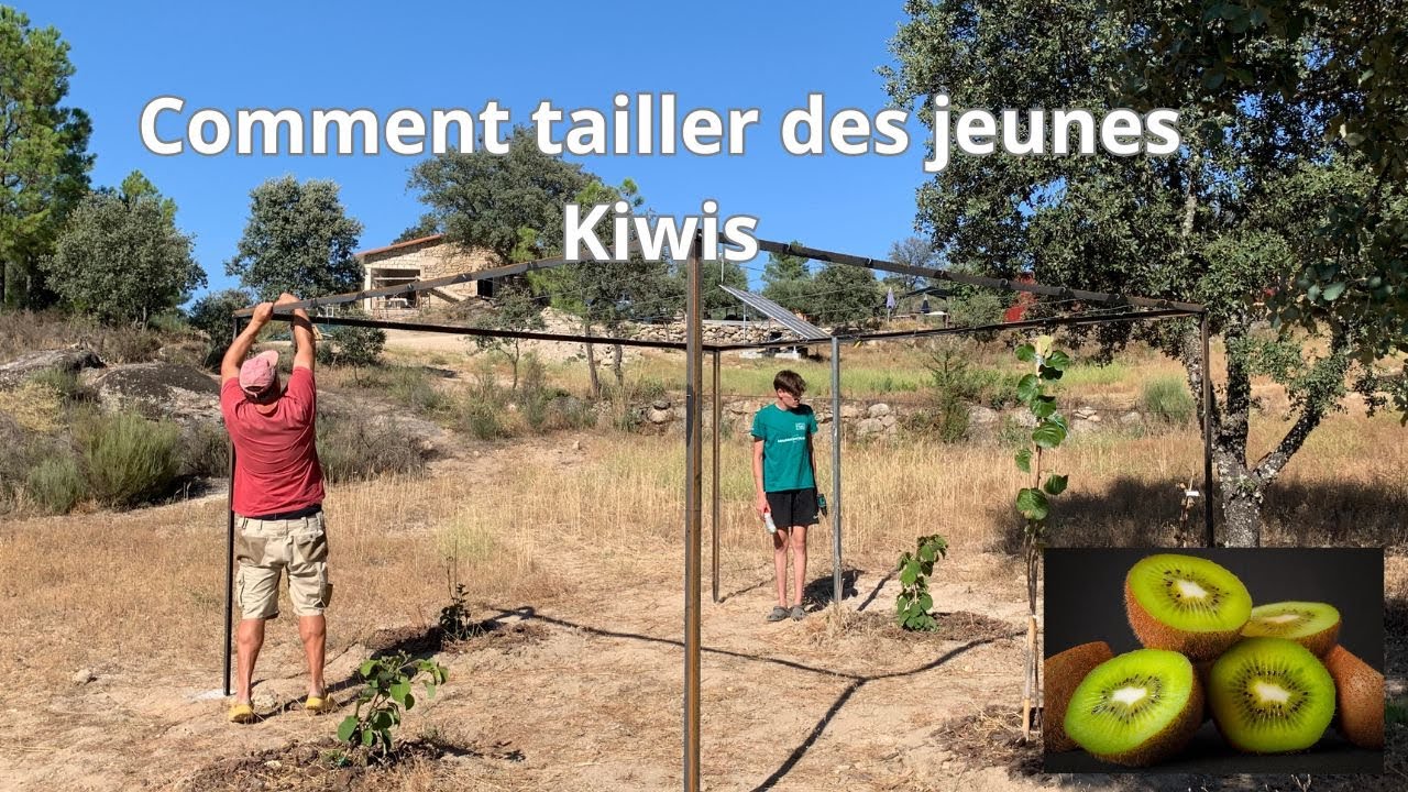 La taille des jeunes Kiwi's
