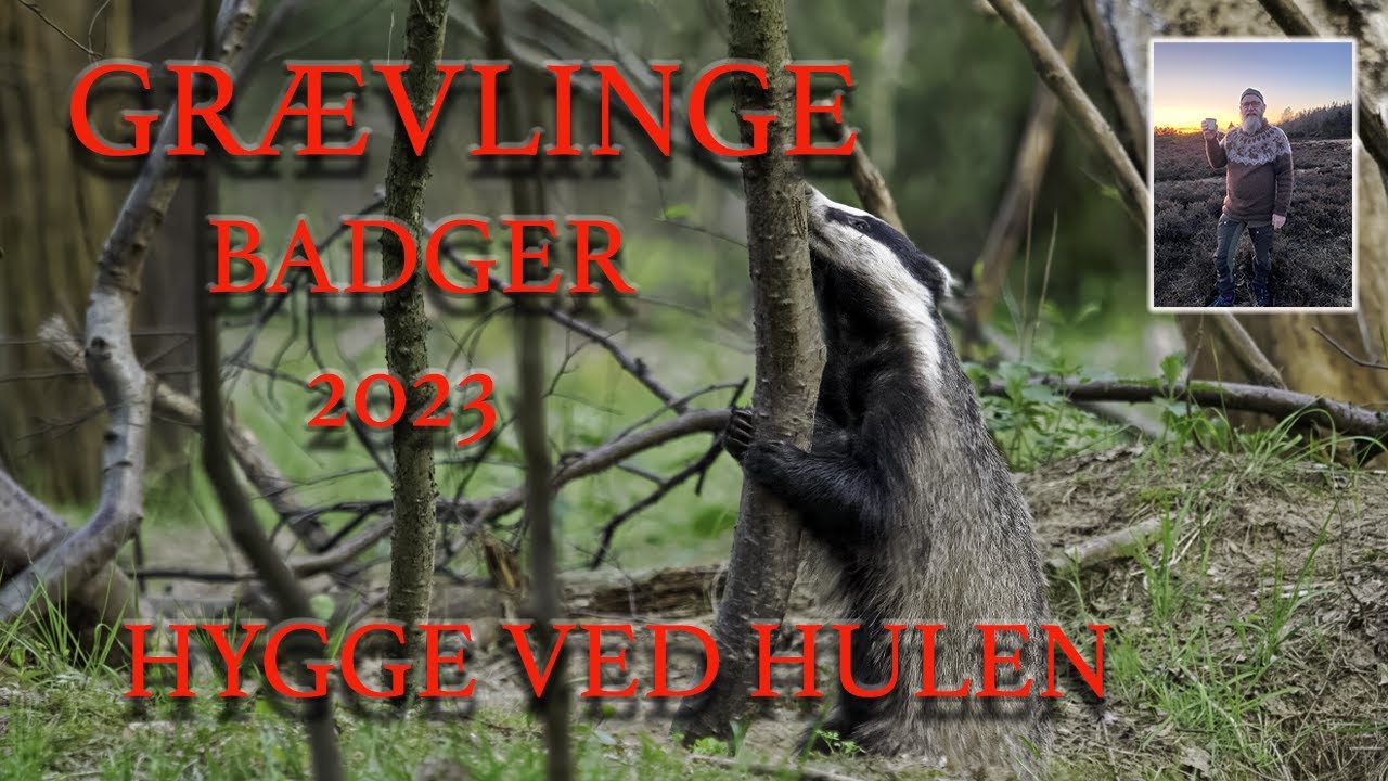Gr&aelig;vling hygge ved hulen//Dansk naturfilm//Gr&aelig;vling//Badger//Gr&aelig;vlinger//naturfilm//