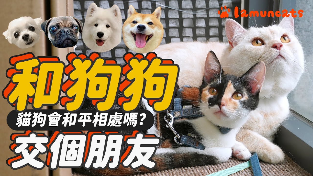 汪星人來襲！貓咪們接招吧～┃拉姆有幾噗 ♧