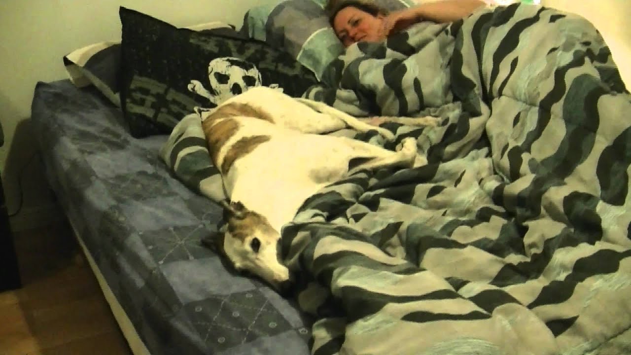 greyhound in my bed