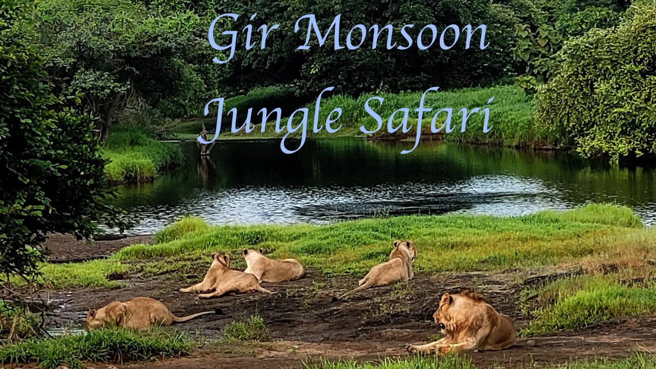 Gir Jungle Monsoon safari | One day trip to Gir and Somnath | Somnath Temple | Old charm of Gujarat🦁