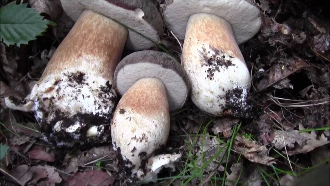 Porcini ottobre 2016..qualità super 2 parte