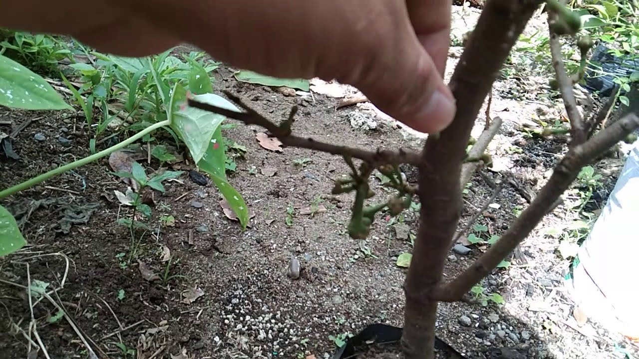 PAANO PABUNGAGAHIN NG MAAGA AT AMARAMI ANG GUYABANO #video #agriculture #viral #food #organicfarming