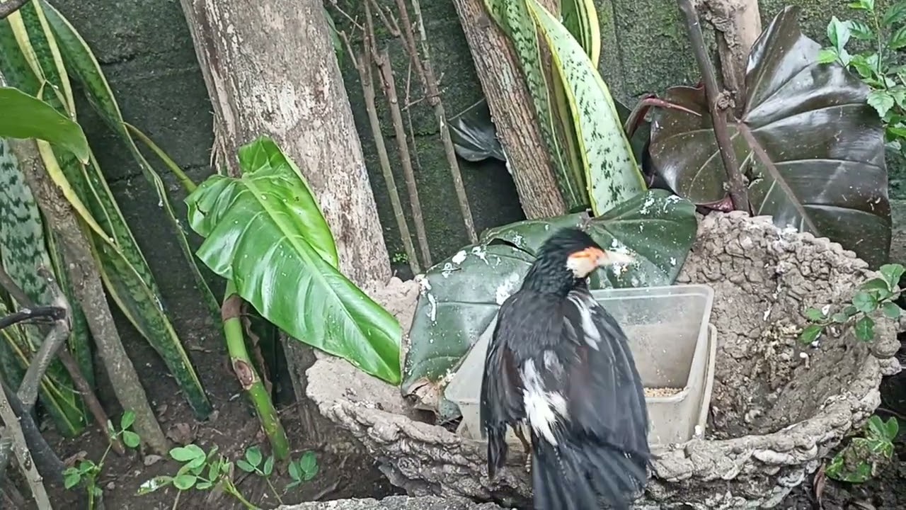 Jalak suren mandi di aviary kolam 
