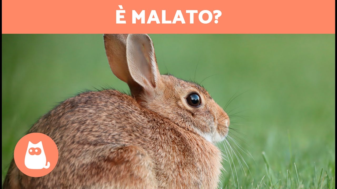 10 SINTOMI di un CONIGLIO MALATO 🐰🤒 Cosa c'è che non va?