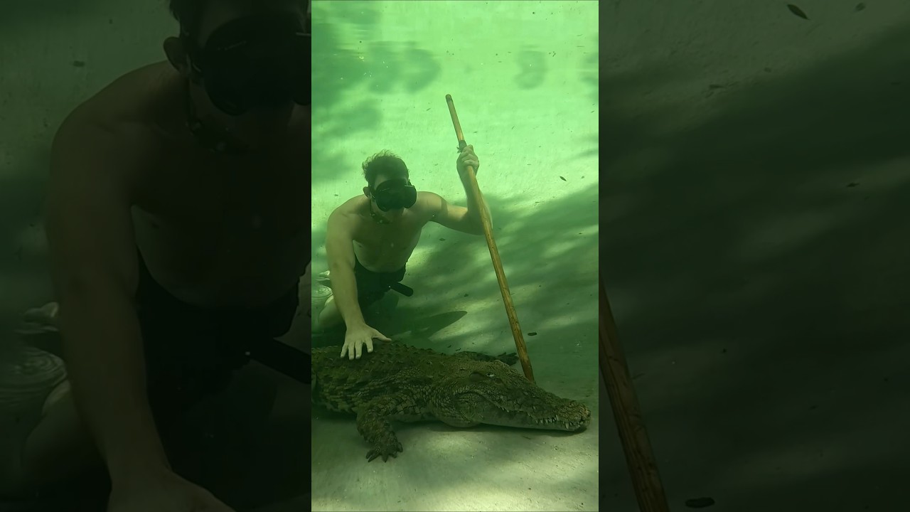 Swimming with my Nile crocodile #crocodile #reptile #Dangerous #Animal ￼￼