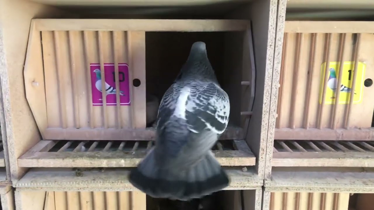 Gołębie wstępnie 