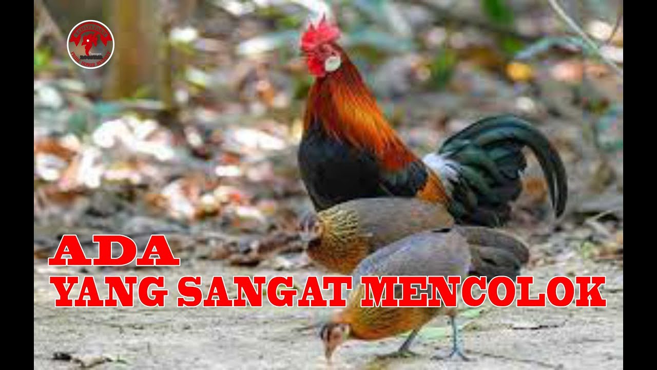 wajib diketahui ada perbedaan jelas antara ayam hutan merah sumatera dan ayam kate