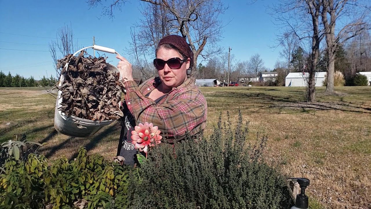 How to overwinter your herbs, for huge harvests in spring