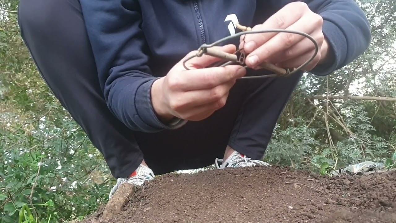 un rouge gorge avec le piege a oiseaux