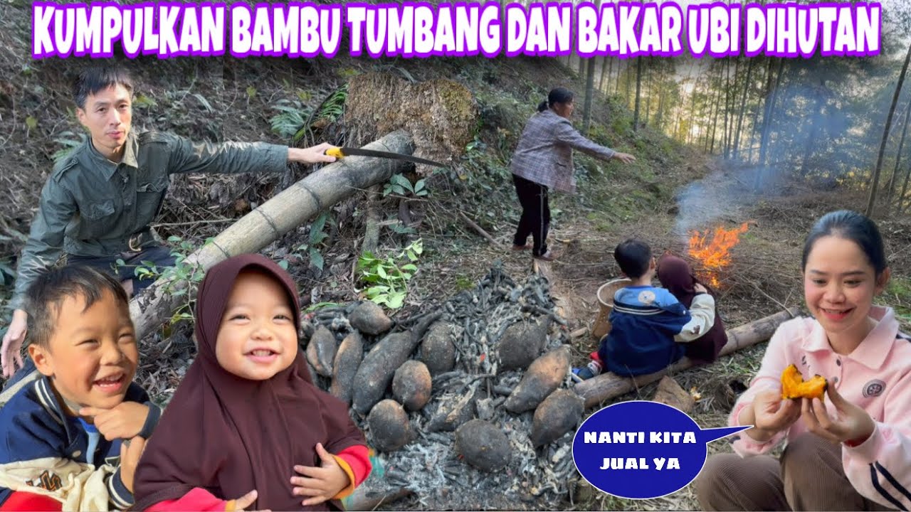 MENCARI DAN MENGUMPULKAN BAMBU TUMBANG UNTUK DIJUAL, ISTIRAHAT LANGSUNG BAKAR UBI DIHUTAN BAMBU 