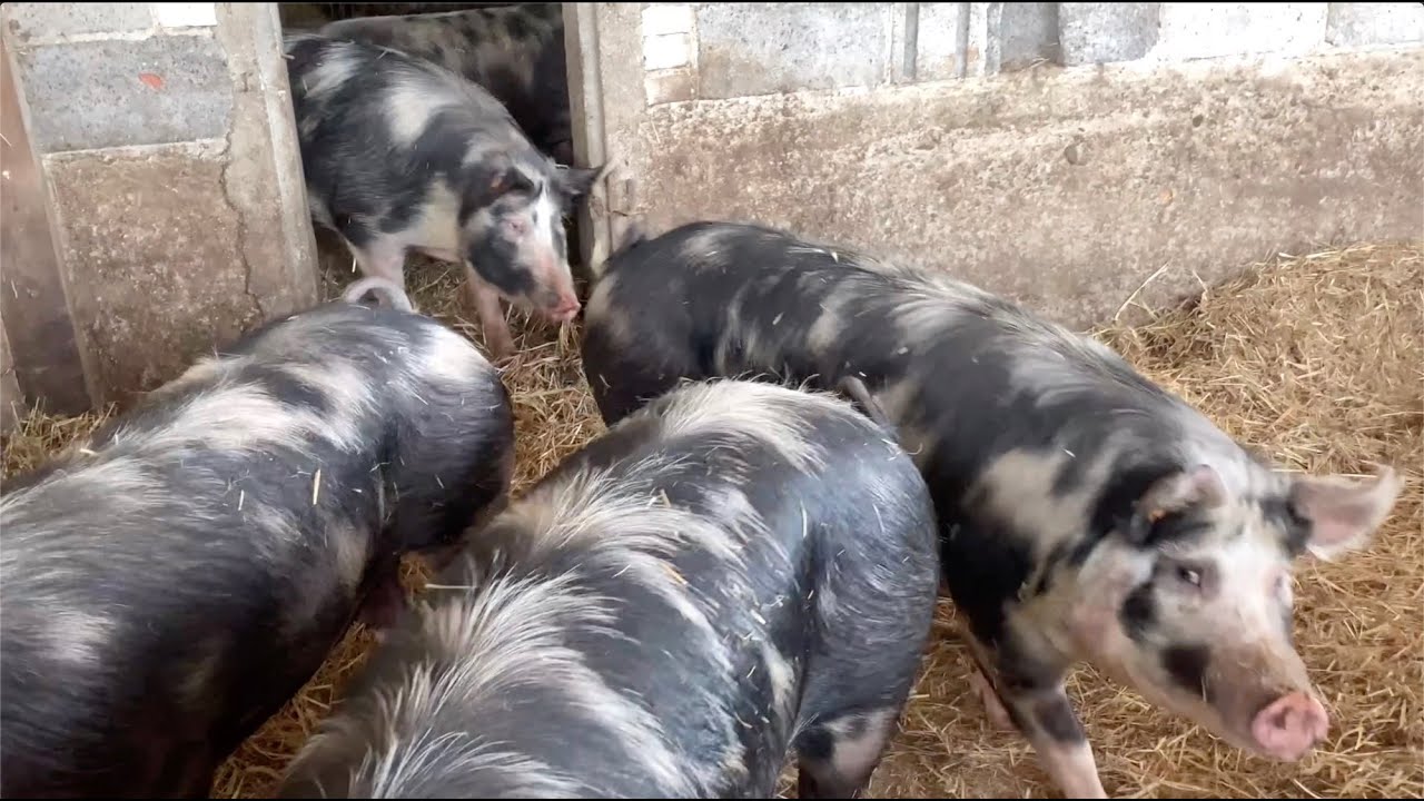 Świnie Puławskie w woj. mazowieckim