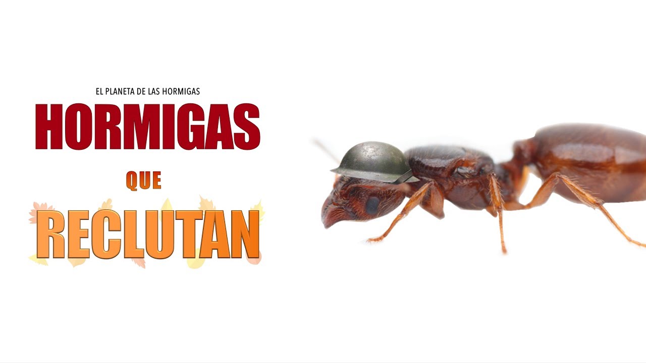 HORMIGAS QUE RECLUTAN PARA CAZAR - PHEIDOLE PALLIDULA - EL PLANETA DE LAS HORMIGAS