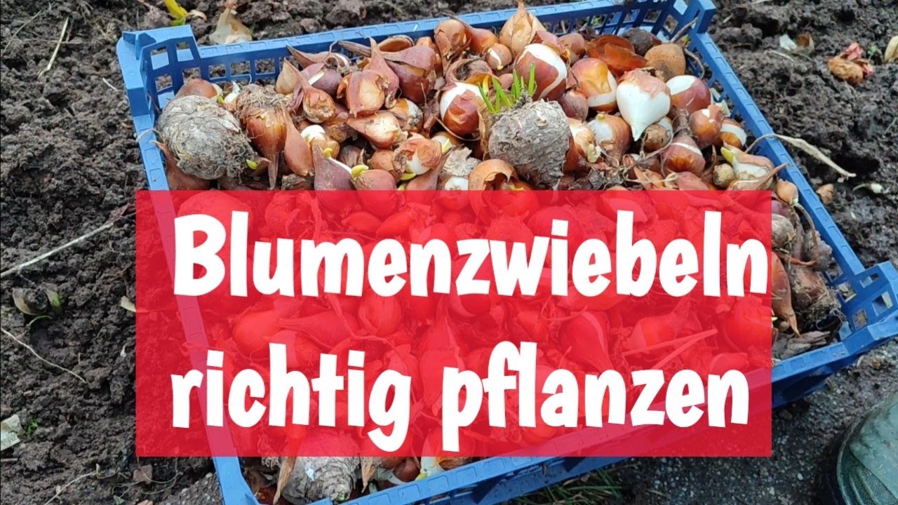 Gartentipps | Blumenzwiebeln richtig pflanzen | Tulpen vermehren 🌷