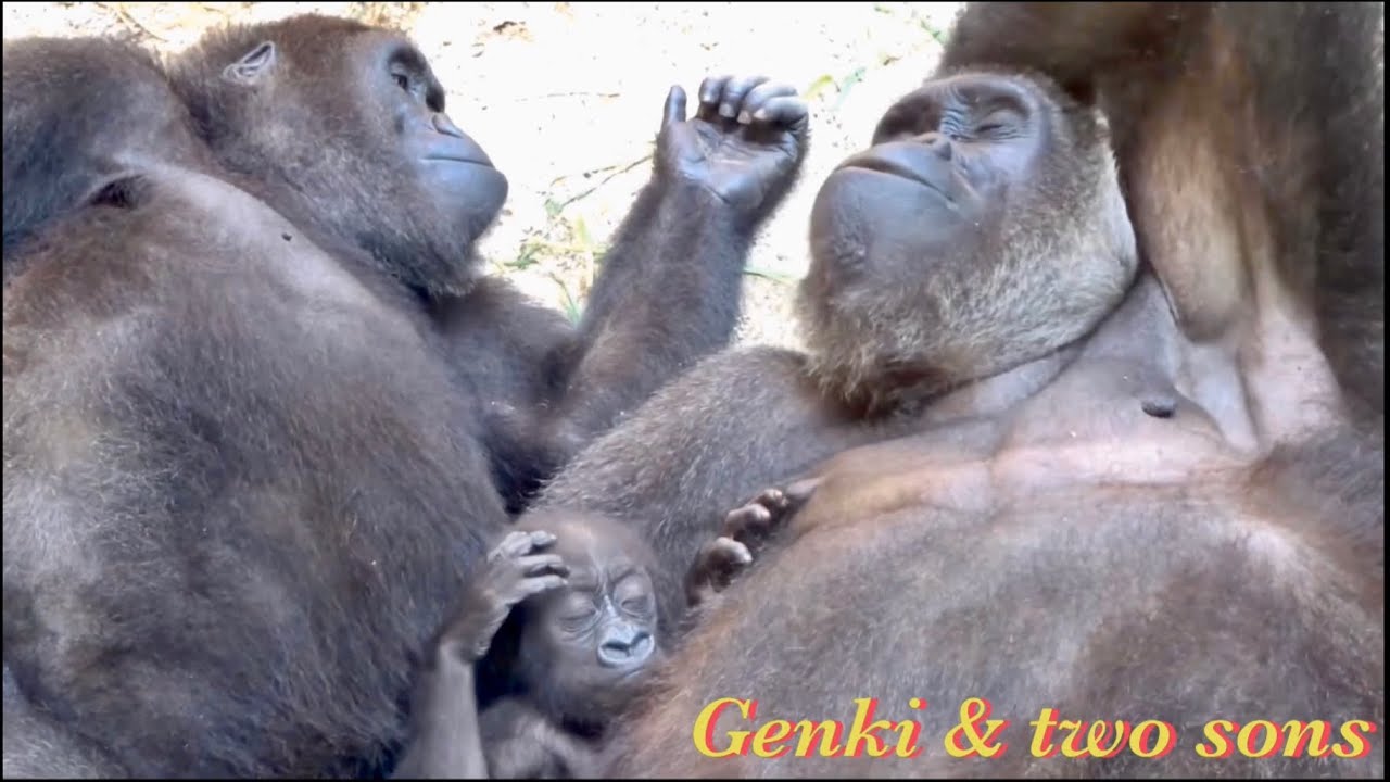 ゲンキと一緒にお昼寝する息子達⭐️ゴリラ Gorilla【京都市動物園】Genki puts her two sons to sleep.