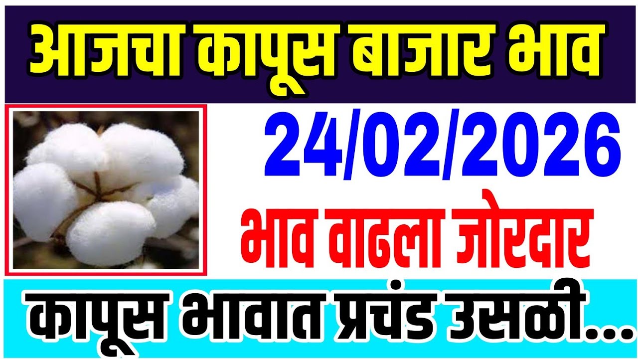 आजचे कापसाचे भाव वाढले 24 फेब्रुवारी 2026 || कापुस बाजार भाव वाढले| Cotton Market Rate | Kapus Bazar