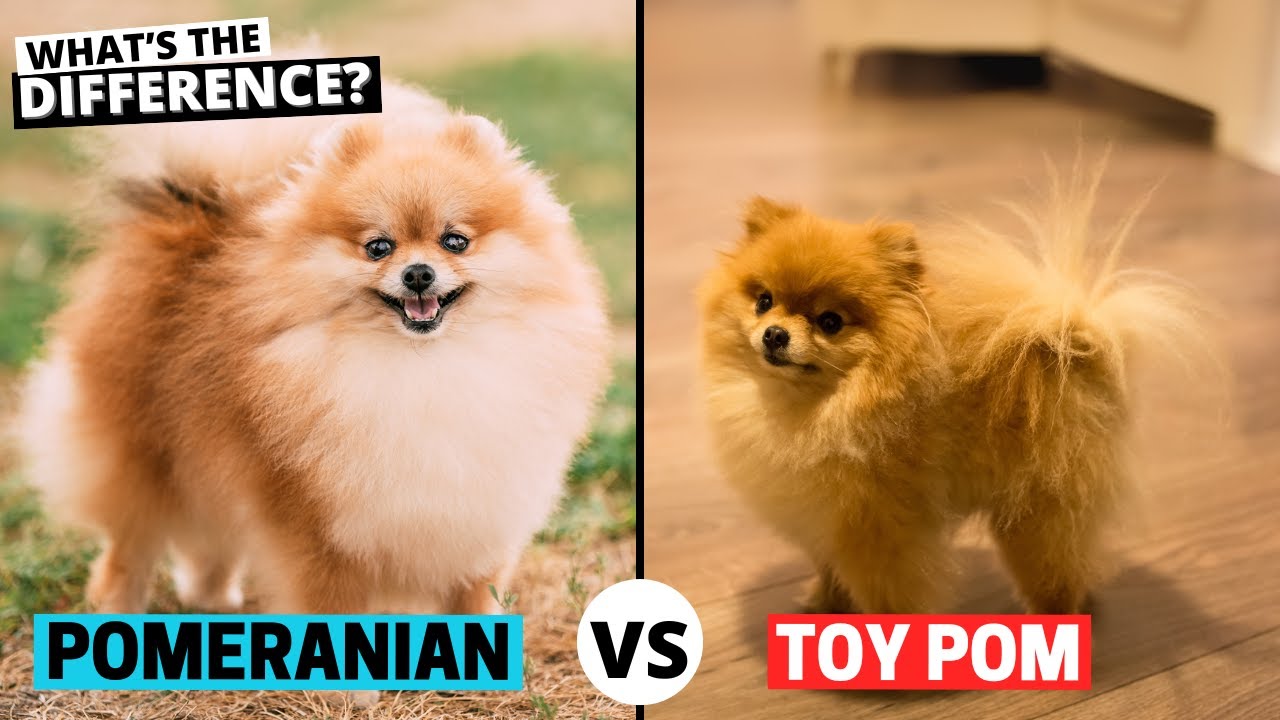 Pomeranian vs Toy Pom: What&rsquo;s the Difference?