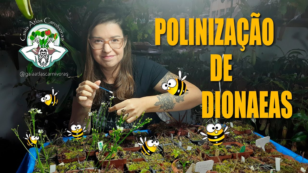 POLINIZAÇÃO | DIONAEA MUSCIPULA | PLANTA CARNÍVORA