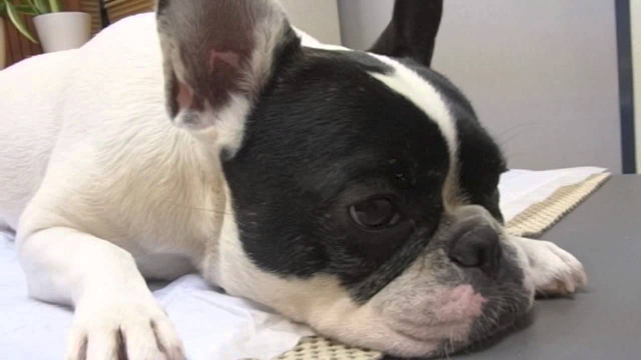 フレンチブルドッグ椎間板ヘルニア　[French Bulldog a slipped disc,herunia]