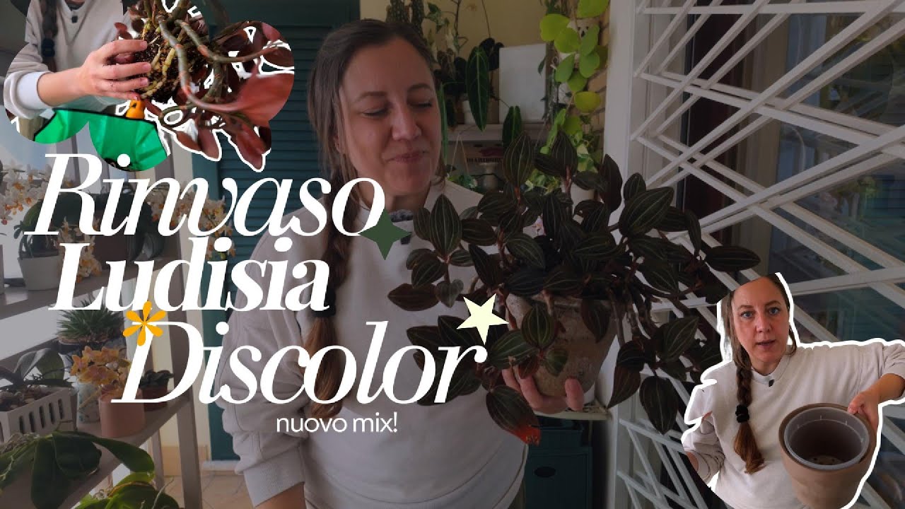 rinvasiamo la ludisia discolor