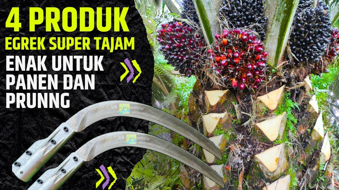 CARI EGREK YANG ENAK UNTUK PANEN DAN PRUNING? Ini Dia 4 PRODUK EGREK SUPER TAJAM DAN BERKUALITAS
