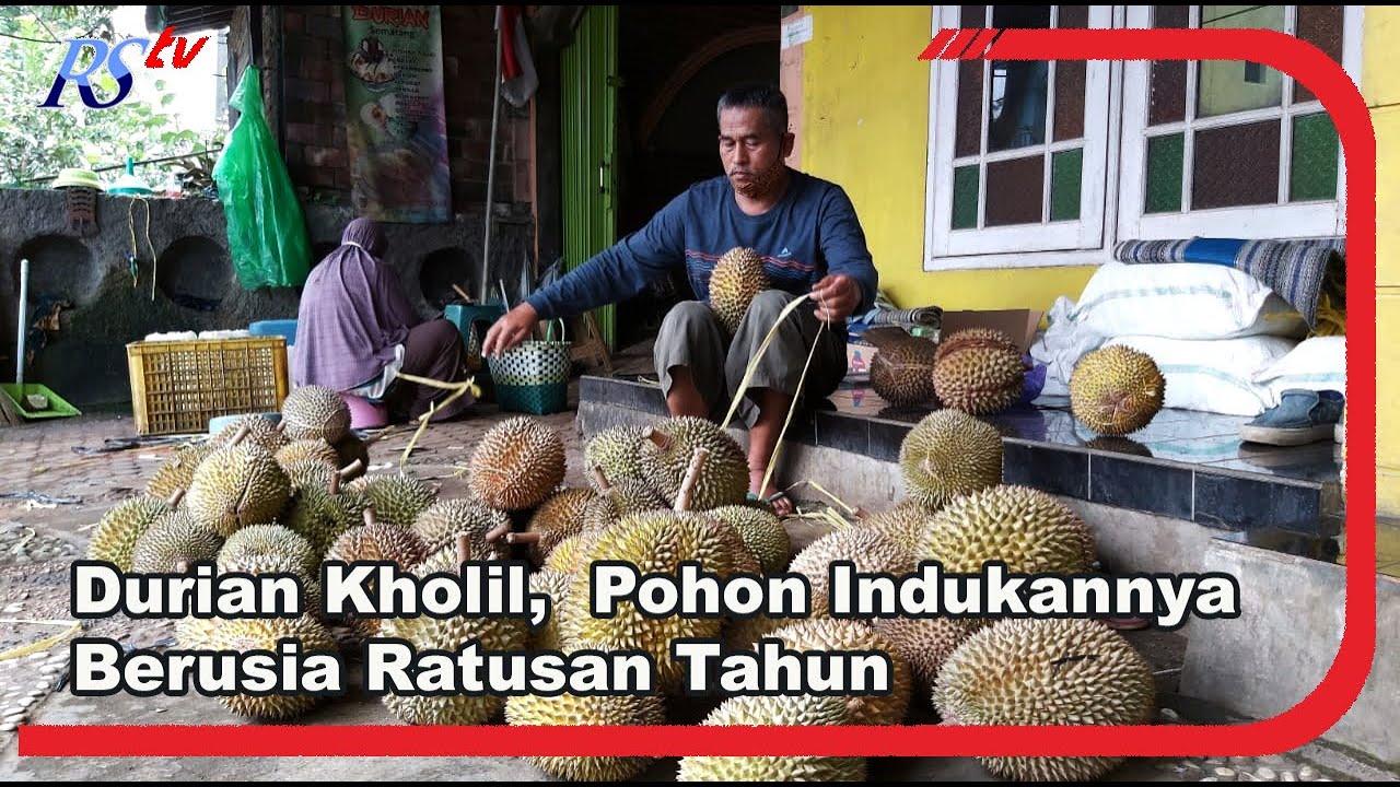 Durian Juara dari Semarang, Pohon Indukan Berusia Ratusan Tahun