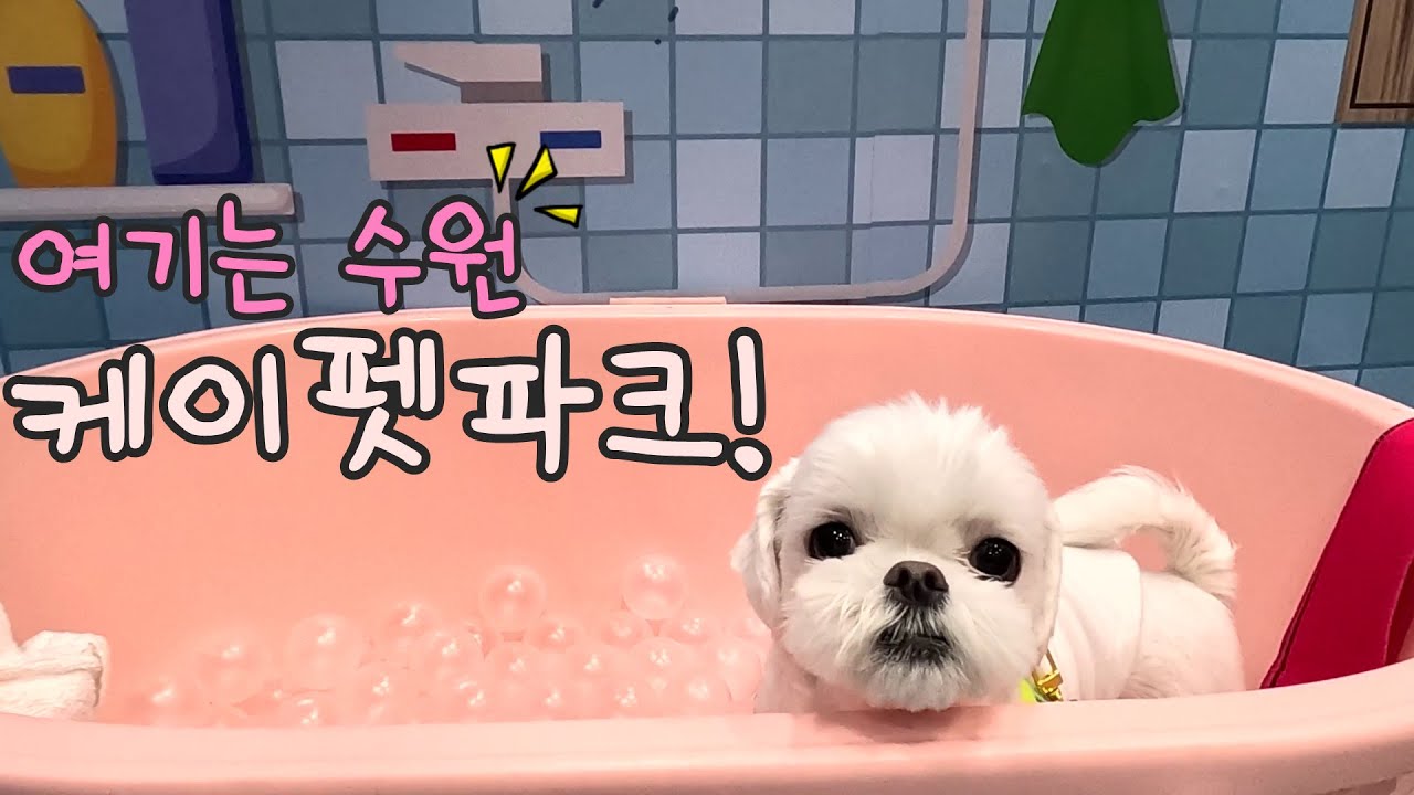대형견도 즐길 수 있는 실내 애견놀이터 ㅣ 수원 케이펫 파크 애견카페 ㅣ Indoor Pet Playground K-Pet Park