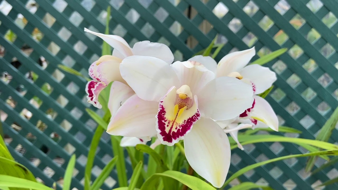 A Glance at the Gardens- #ConnectWithNature